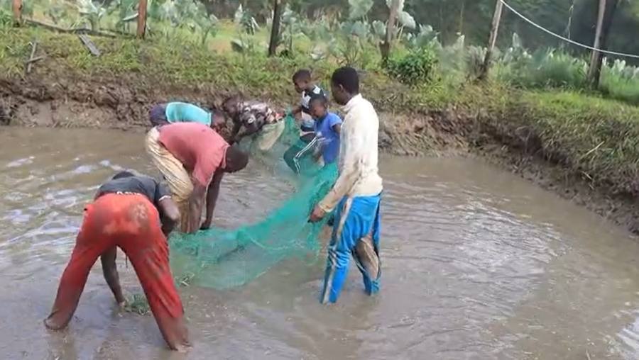 Fresh Tilapia harvest