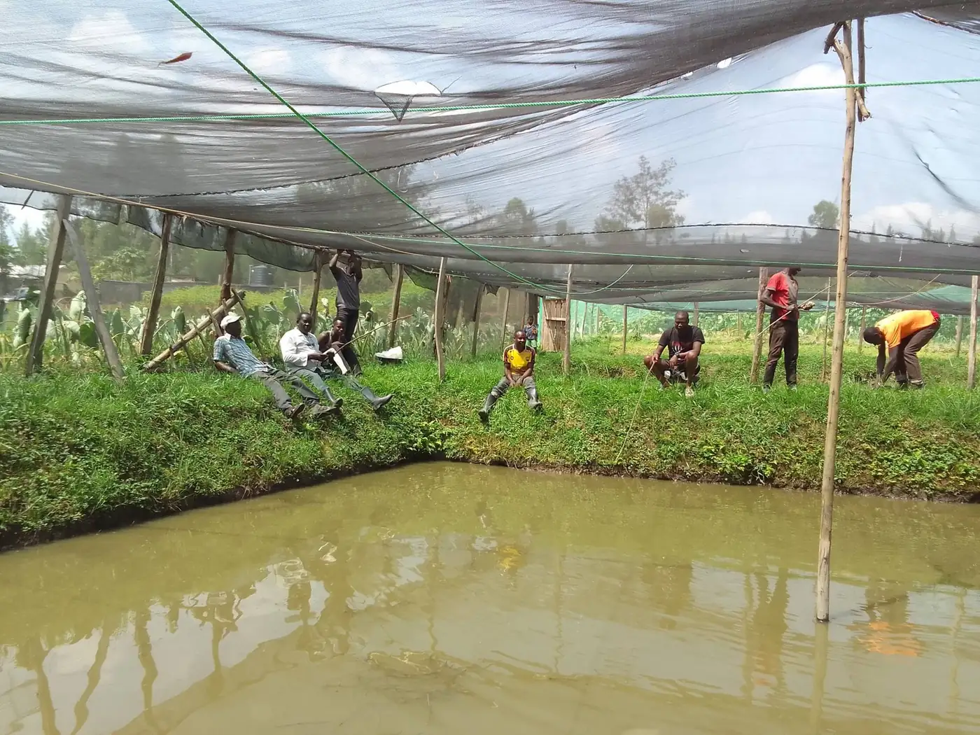 Fish harvesting at a Dala enterprise