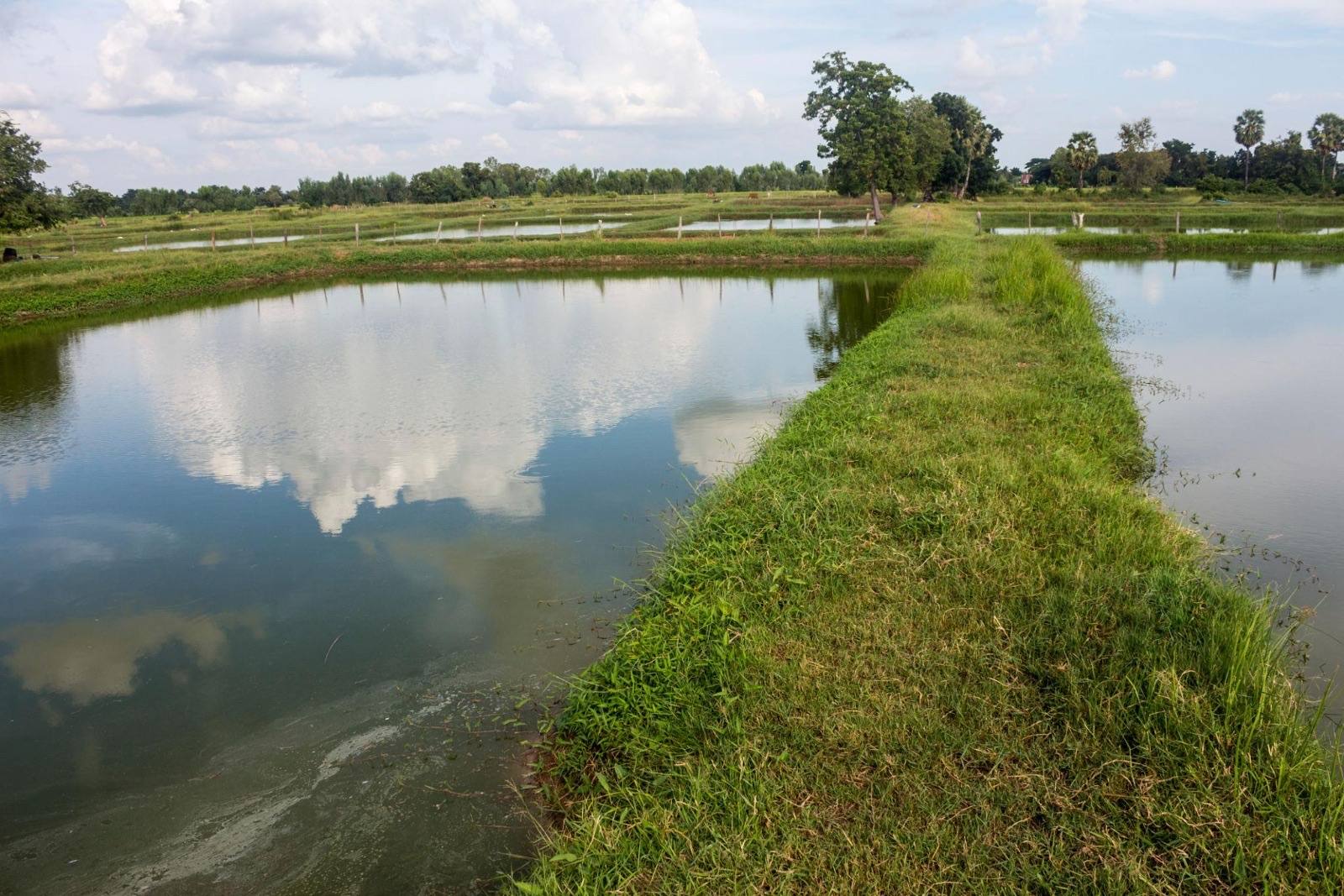 Dala Fish demonstration pond